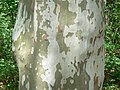 ‎London Planetree (Platanus × hispanica) bark