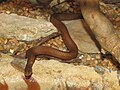 Mangrove Water Snake