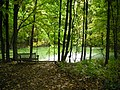 Forest in October, Frederik Meijer Gardens & Sculpture Park