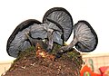 Omphalotus