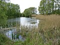 Oude Waal (arm) in de Ooijpolder