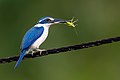 Pacific kingfisher