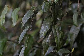 Pararistolochia laheyana.jpg