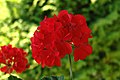 Umbelas de Pelargonium cultivar