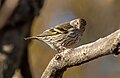 Image 73Pine siskin in Green-Wood Cemetery