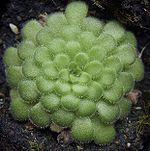 Pinguicula cyclosecta