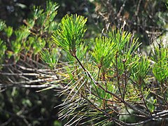 Pinus taiwanensis, Guanwu, Miaoli, Taiwan 08.jpg