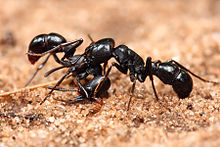 A imagem mostra duas formigas do gênero Plectroctena lutando.