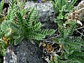 Polemonium elegans