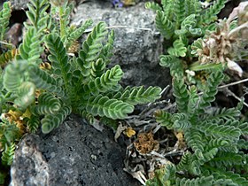 Polemonium elegans