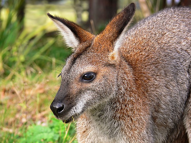 Самка рыже-серого валлаби (Macropus rufogriseus)