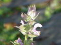 Clusters of clary flowers