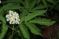 Sambucus racemosa