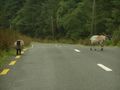 Sheep on a road