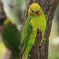 Olive-headed lorikeet