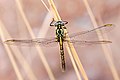 Austrogomphus guerini (Yellow striped hunter)