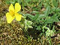 Gelbes Sonnenröschen Helianthemum nummularium