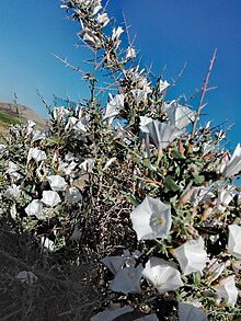 convolvulus sp.