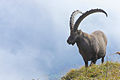 Íbice dos Alpes (Capra ibex)