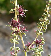 Ambrosia acanthicarpa