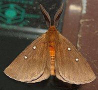 Anthela callispila (Anthelinae)