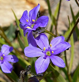 Aristea africana, ботанический сад в Калифорнийском университете в Беркли