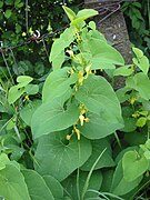 Aristolochia clematitis bgiu.jpg