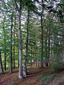 Eiropas dižskābardis (Fagus sylvatica)