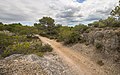 Trail and garrigue.