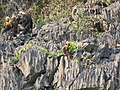 Trachypithecus poliocephalus au Parc National de Cát Bà, Viêt Nam.