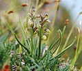 Lütte Alpenorchidee (Chamorchis alpina)