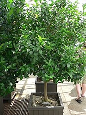 Mandarin, Citrus reticulata