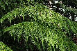 Cyathea dregei