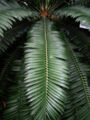 Lenktalapis galvonis (Encephalartos altensteini)