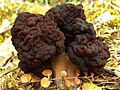 Gyromitra esculenta