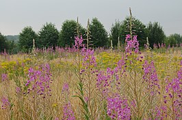 Wilgenroosje-associatie met wilgenroosje