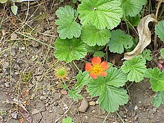 Червено омайниче (G. coccineum)