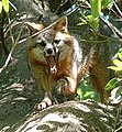 Gray Fox (Urocyon cinereoargenteus), northern Florida.