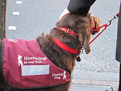 Hearing dog, 2011.jpg