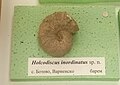 Holcodiscus inordinatus sp.n. en:Barremian, Botevo, Varna Province at the en:Sofia University "St. Kliment Ohridski" Museum of Paleontology and Historical Geology