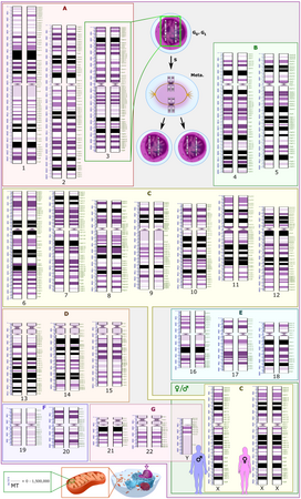 Karyotype of a human being. It shows 22 homologous autosomal chromosome pairs, both the female (XX) and male (XY) versions of the two sex chromosomes, as well as the mitochondrial genome (at bottom left). Further information: Karyotype