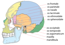 Lateral vy.