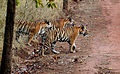 Tigress with cubs in the Bandhavgarh National Park, India