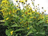 Inula helenium Type species