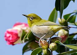 Japanese white-eye at Tennōji Park in Osaka, January 2016 III