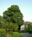 Hallenhaus mit der historischen Linde