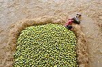 Gambar mini seharga Gambar:Kothapet Fruit Market.jpg