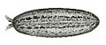 The veronicellid slug, Leidyula floridana from Binney, 1878.