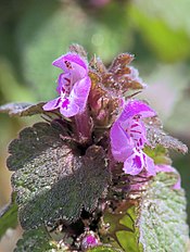 Lamium purpureum