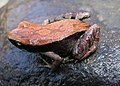 Mantella betsileo